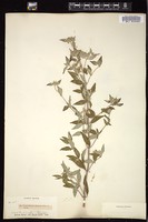 Thumbnail for <i>Pycnanthemum albescens</i> <i></i> …