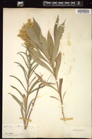 Thumbnail for <i>Solidago missouriensis</i> <i></i> …