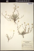 Thumbnail for <i>Pyrrocoma lanceolata</i> <i></i> …