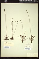 Thumbnail for <i>Drosera rotundifolia</i> <i></i> …