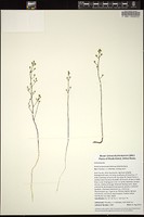 Thumbnail for <i>Bartonia paniculata</i> <i></i> …