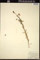 Thumbnail for <i>Campanula rotundifolia</i> <i></i> …