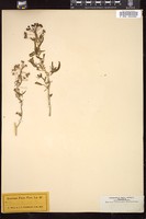 Thumbnail for <i>Cleome tenuifolia</i> <i></i> …