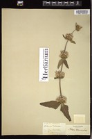 Thumbnail for <i>Phlomis tuberosa</i> <i></i> …