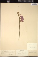 Thumbnail for <i>Gladiolus communis</i> <i></i> …