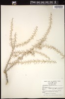 Thumbnail for <i>Tetradymia spinosa</i> <i></i> …
