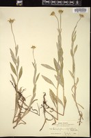 Thumbnail for <i>Eriophyllum integrifolium</i> <i></i> …