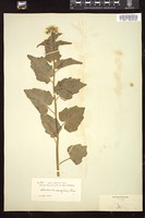 Thumbnail for <i>Cardamine cordifolia</i> <i></i> …