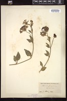 Thumbnail for <i>Abronia fragrans</i> <i></i> …
