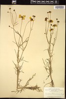 Thumbnail for <i>Coreopsis tinctoria</i> <i></i> …