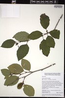 Thumbnail for <i>Alnus viridis</i> <i></i> …