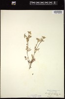 Thumbnail for <i>Nemophila heterophylla</i> <i></i> …