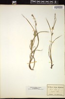 Thumbnail for <i>Carex hirta</i> <i></i> …