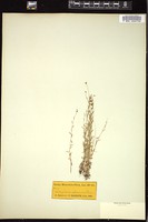 Thumbnail for <i>Campanula aparinoides</i> <i></i> …