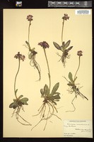 Thumbnail for <i>Hieracium aurantiacum</i> <i></i> …