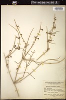 Thumbnail for <i>Ephedra nevadensis</i> <i></i> …