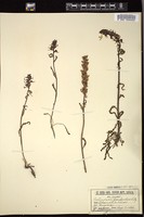 Thumbnail for <i>Pedicularis groenlandica</i> <i></i> …