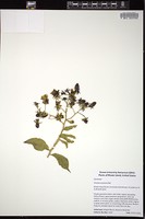 Thumbnail for <i>Pereskia aculeata</i> <i></i> …