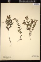 Thumbnail for <i>Scutellaria antirrhinoides</i> <i></i> …