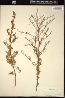 Thumbnail for <i>Cuscuta arvensis</i> <i></i> …