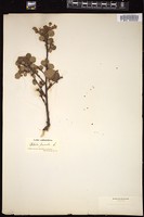 Thumbnail for <i>Betula pumila</i> <i></i> …