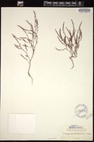 Thumbnail for <i>Polygonum californicum</i> <i></i> …