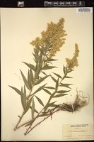 Thumbnail for <i>Solidago elongata</i> <i></i> …