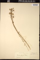 Thumbnail for <i>Cuscuta epilinum</i> <i></i> …