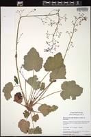 Thumbnail for <i>Heuchera micrantha</i> <i></i> …