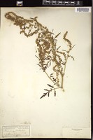 Thumbnail for <i>Ambrosia acanthicarpa</i> <i></i> …
