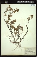 Thumbnail for <i>Arctostaphylos uva-ursi</i> <i></i> …