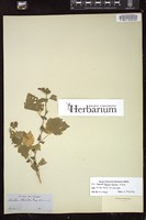 Thumbnail for <i>Abutilon thurberi</i> <i></i> …