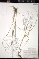 Thumbnail for <i>Eragrostis spectabilis</i> <i></i> …