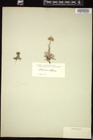 Thumbnail for <i>Antennaria alpina</i> <i></i> …
