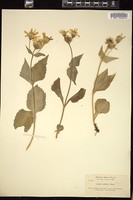 Thumbnail for <i>Arnica latifolia</i> <i></i> …