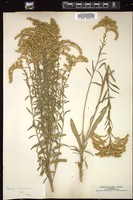 Thumbnail for <i>Solidago missouriensis</i> <i></i> …