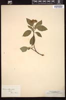 Thumbnail for <i>Cornus alternifolia</i> <i></i> …