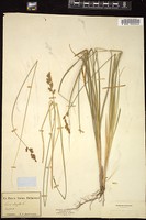 Thumbnail for <i>Carex elongata</i> <i></i> …