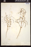 Thumbnail for <i>Streptanthus tortuosus</i> <i></i> …