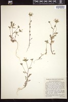Thumbnail for <i>Collomia heterophylla</i> <i></i> …