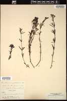 Thumbnail for <i>Houstonia angustifolia</i> <i></i> …