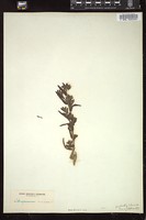 Thumbnail for <i>Lithospermum angustifolium</i> <i></i> …