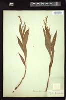 Thumbnail for <i>Persicaria hydropiper</i> <i></i> …
