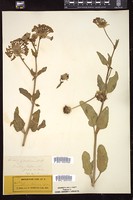 Thumbnail for <i>Abronia fragrans</i> <i></i> …