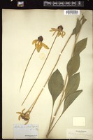 Thumbnail for <i>Rudbeckia grandiflora</i> <i></i> …