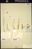 Thumbnail for <i>Carex bicolor</i> <i></i> …