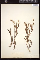 Thumbnail for <i>Persicaria lapathifolia</i> <i></i> …
