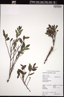 Thumbnail for <i>Vaccinium angustifolium</i> <i></i> …