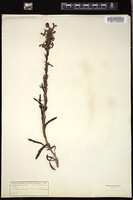 Thumbnail for <i>Pedicularis crenulata</i> <i></i> …