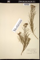 Thumbnail for <i>Asclepias verticillata</i> <i></i> …